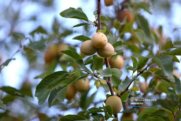 برداشت آلو در روستای «حیدره قاضی خان» همدان