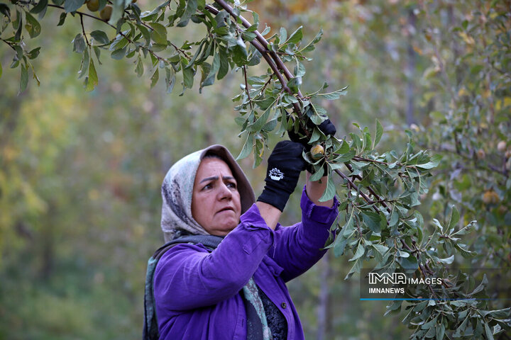 برداشت آلو در روستای «حیدره قاضی خان» همدان