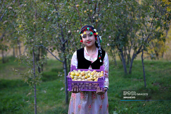 برداشت آلو در روستای «حیدره قاضی خان» همدان