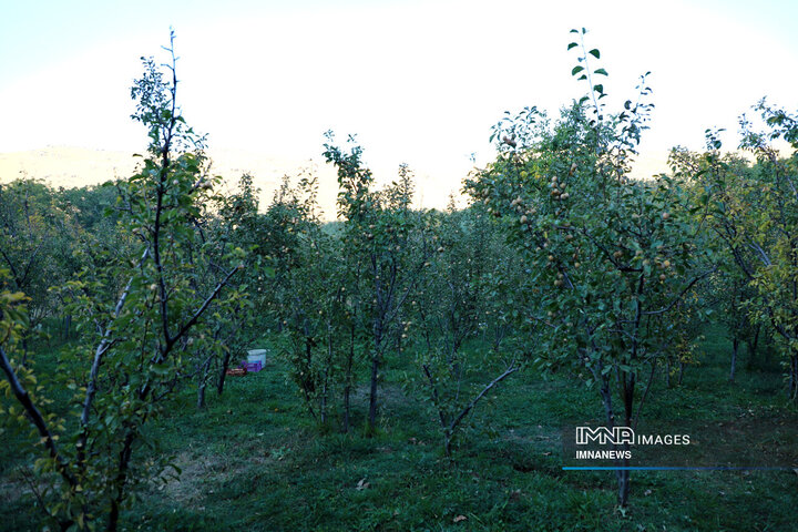 برداشت آلو در روستای «حیدره قاضی خان» همدان