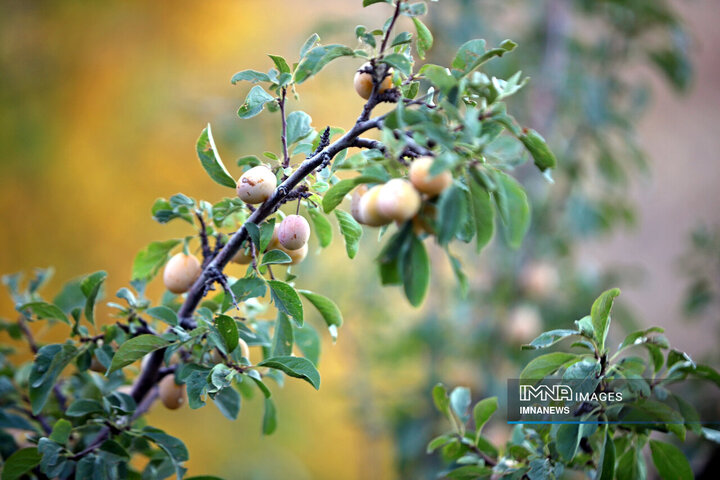 برداشت آلو در روستای «حیدره قاضی خان» همدان