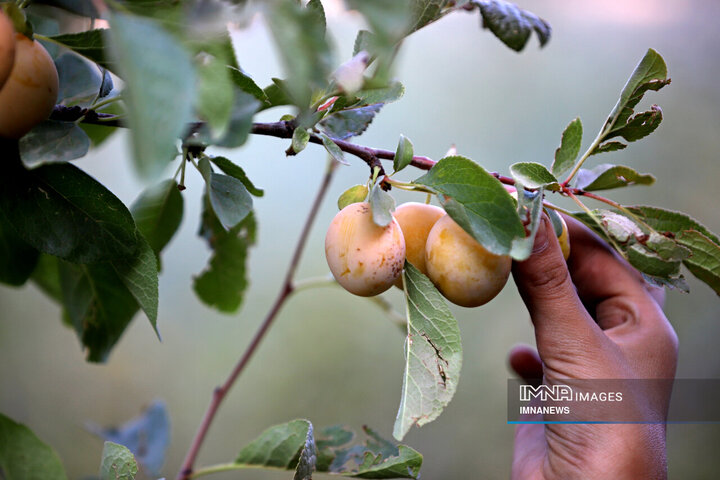 برداشت آلو در روستای «حیدره قاضی خان» همدان