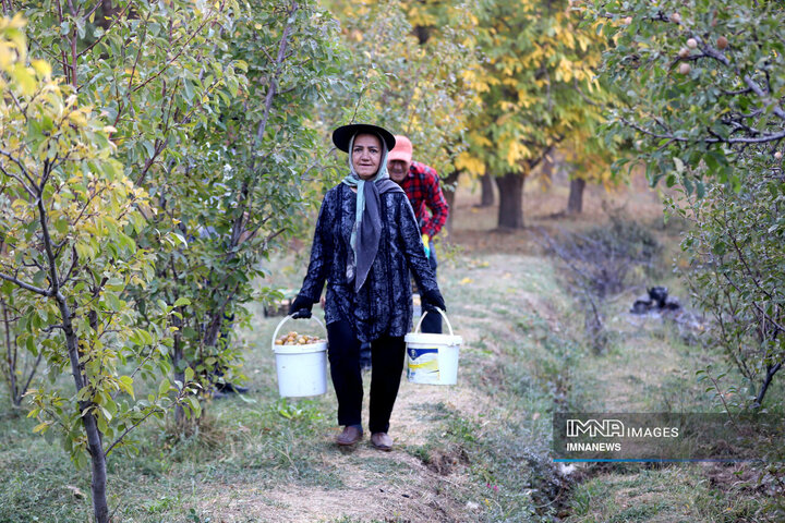 برداشت آلو در روستای «حیدره قاضی خان» همدان