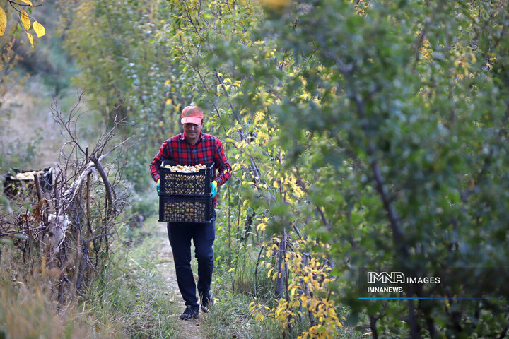 برداشت آلو در روستای «حیدره قاضی خان» همدان