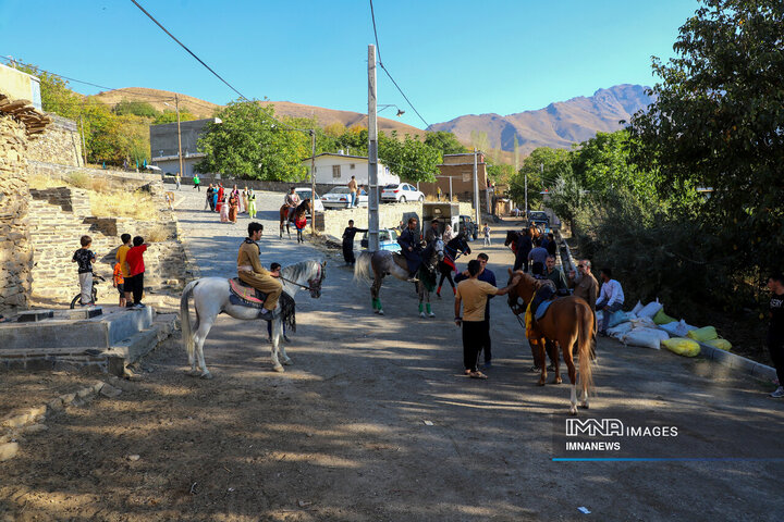 برداشت آلو در روستای «حیدره قاضی خان» همدان