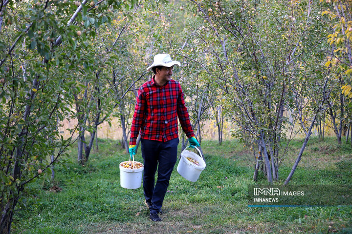 برداشت آلو در روستای «حیدره قاضی خان» همدان