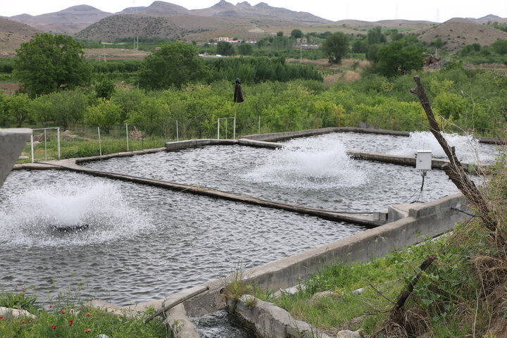 اعطای ۲۳۰ میلیارد ریال تسهیلات حمایتی به مزارع آبزی ‌پروری اردبیل