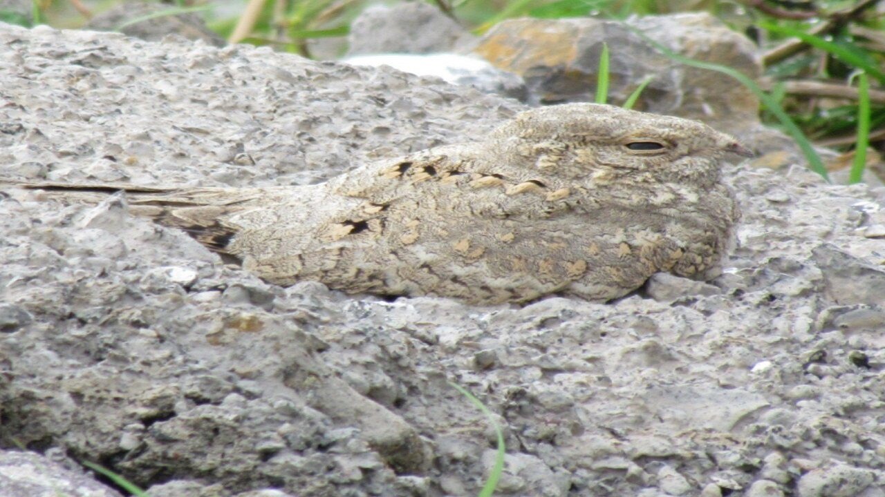 بازگشت شگفتانگیز «شبگرد مصری» به گیلان پس از ۶۰ سال + عکس