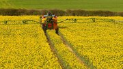 آغاز کشت کلزا در گلستان / ۶۰ هزار هکتار در استان کشت می‌شود