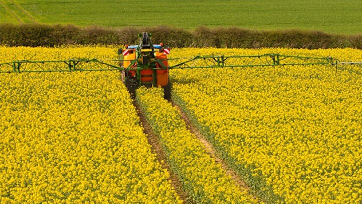 آغاز کشت کلزا در گلستان / ۶۰ هزار هکتار در استان کشت می‌شود