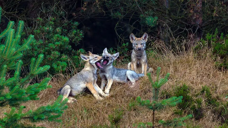 مهمانان ناخوانده تهران