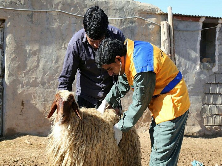 استان مرکزی در معرض تهدید جدی بیماریهای دامی و پرندگان قرار دارد استان مرکزی در معرض تهدید جدی بیماریهای دامی و پرندگان قرار دارد
