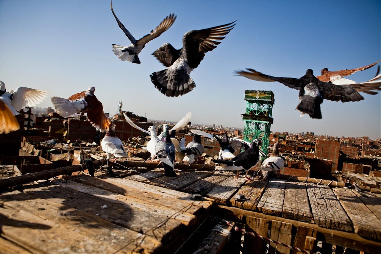 دنیای پنهان بر بام قاهره؛ شهری که زندگی بر پشت‌بام‌ها جریان دارد