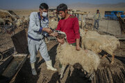 واکسیناسیون فوری دام‌های اردبیل برای مقابله با شیوع تب‌برفکی