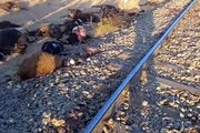 تلف شدن ۱۱۳ راس گوسفند بر اثر برخورد قطار مشهد-تبریز