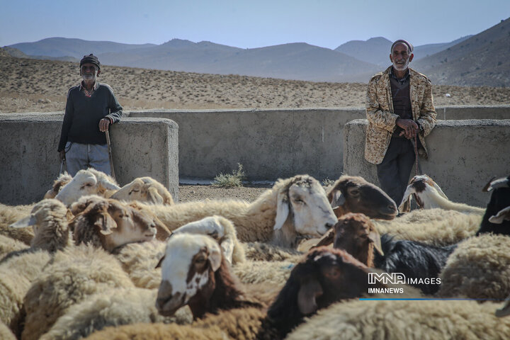 واکسیناسیون دام عشایر در خراسان شمالی