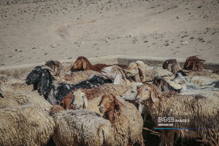 واکسیناسیون دام عشایر در خراسان شمالی