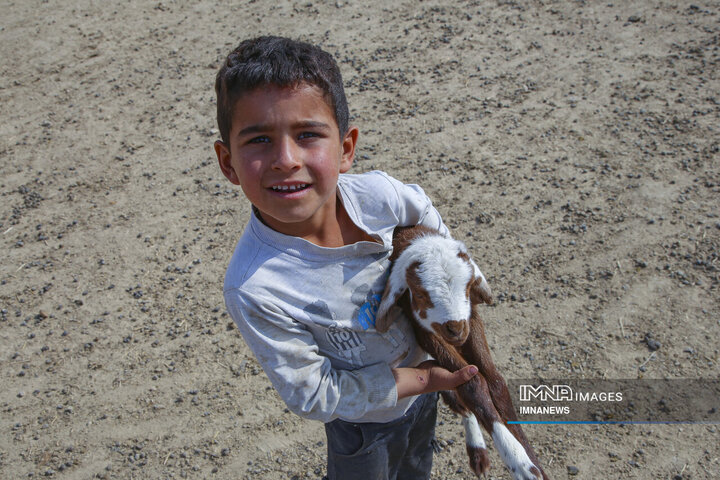 واکسیناسیون دام عشایر در خراسان شمالی