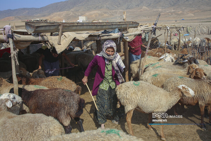 واکسیناسیون دام عشایر در خراسان شمالی