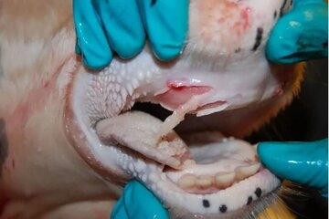 آیا تب برفکی از دام به انسان منتقل می‌شود؟ + علائم، روش های انتقال و درمان