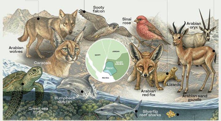 شهر هوشمند عربستانی پیشتاز احیای تنوع زیستی