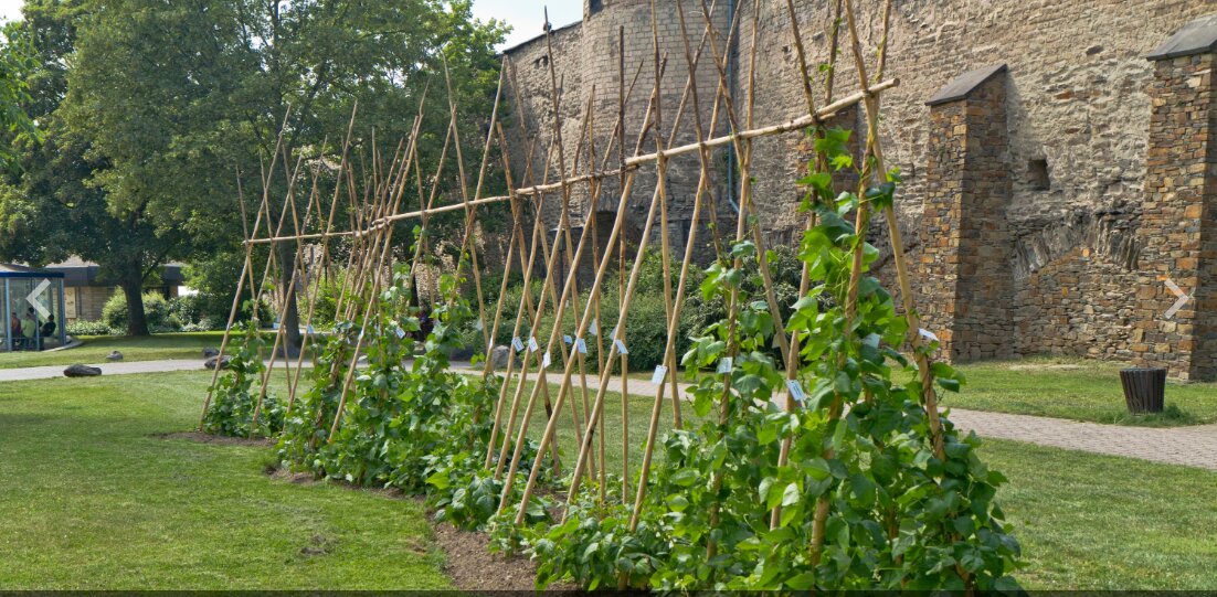 شهرداری‌ها در خط مقدم امنیت غذایی؛ تجربه موفق جهان از آمستردام تا بوگوتا