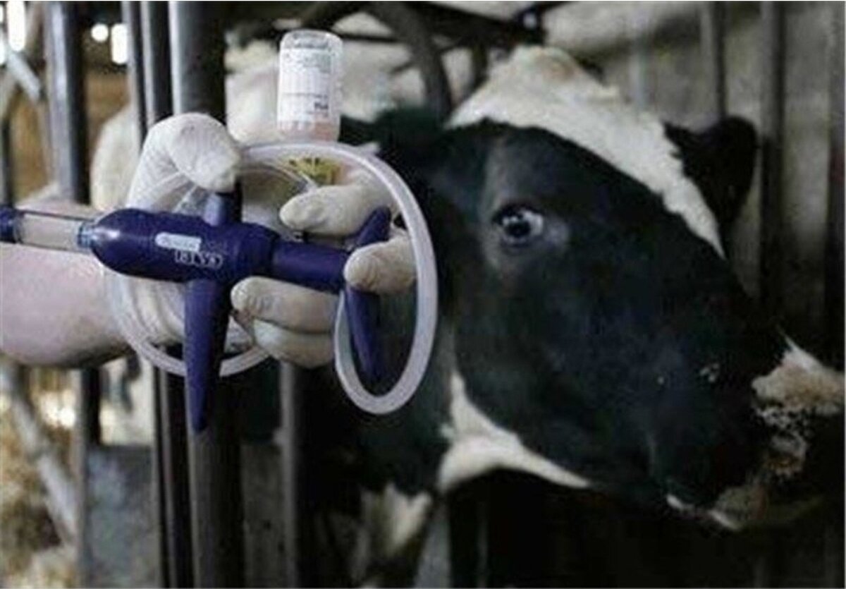 آیا تب برفکی از دام به انسان منتقل میشود؟ + علائم، روش های انتقال و درمان