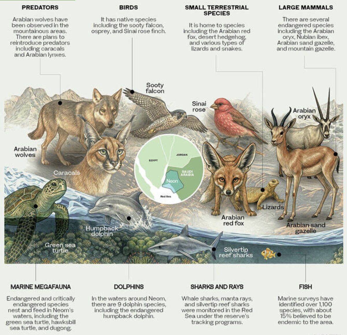 نئوم پیشتاز احیای تنوع زیستی در عربستان