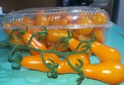 گوجه گلابی با طعمی شیرین + شکل قطره‌ای و راهنمای کشت در خانه