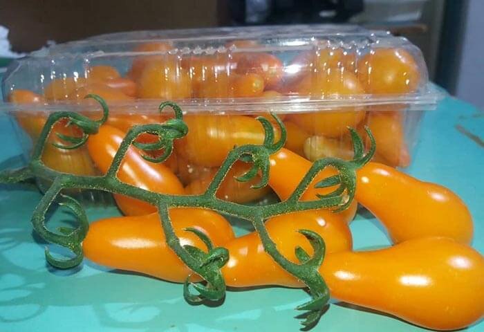 گوجه گلابی با طعمی شیرین + شکل قطره‌ای و راهنمای کشت در خانه