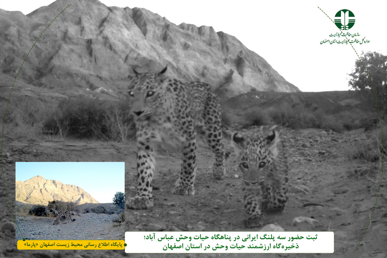 ثبت تصاویر سه پلنگ ایرانی در پناهگاه حیات وحش عباسآباد