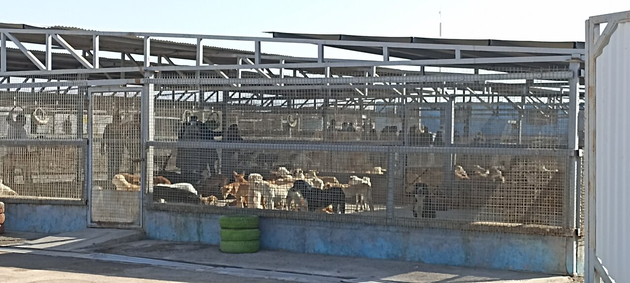 روزانه ۹۰ تن پسماند در شهر یزد دفن میشود / کاشت ۵ هکتار فضای سبز در محل دپوی پسماند قدیم