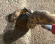 مهار مار سمی و خطرناک در منزل مسکونی یک شهروند ایلامی+ فیلم