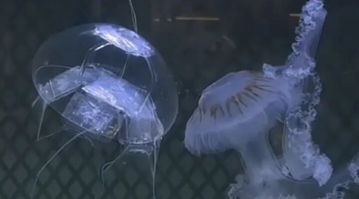 چین از ربات عروس دریایی رونمایی کرد