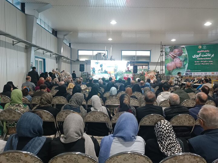 نخستین جشنواره برداشت کیوی در رودسر برگزار شد