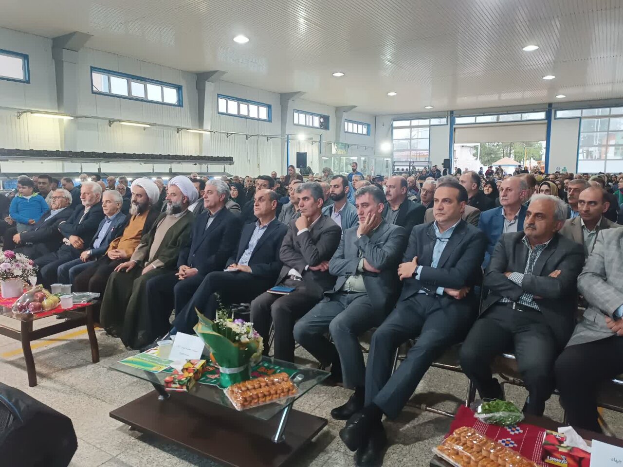 نخستین جشنواره برداشت کیوی در رودسر برگزار شد