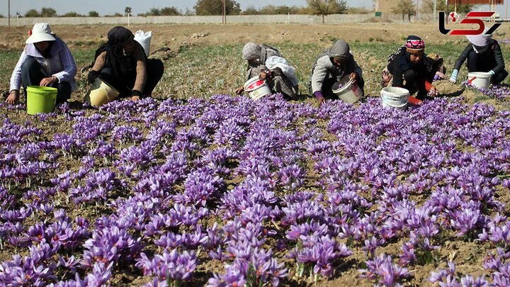 تولید سالانه ۴۶ کیلوگرم زعفران در قم