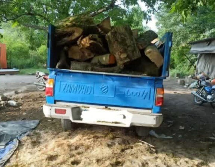 کشف ۵ تن چوب جنگلی قاچاق در محمودآباد