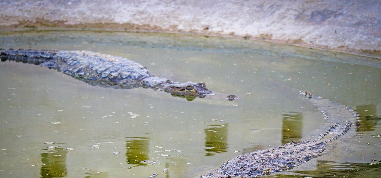 سفر به سرزمین گاندوها /  ماجراجویی در زیستگاه جهانی تمساح ایرانی