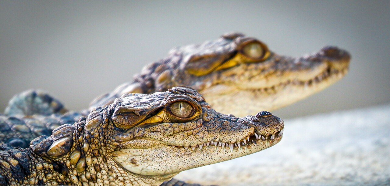 سفر به سرزمین گاندوها /  ماجراجویی در زیستگاه جهانی تمساح ایرانی