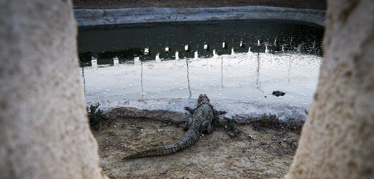 سفر به سرزمین گاندوها /  ماجراجویی در زیستگاه جهانی تمساح ایرانی