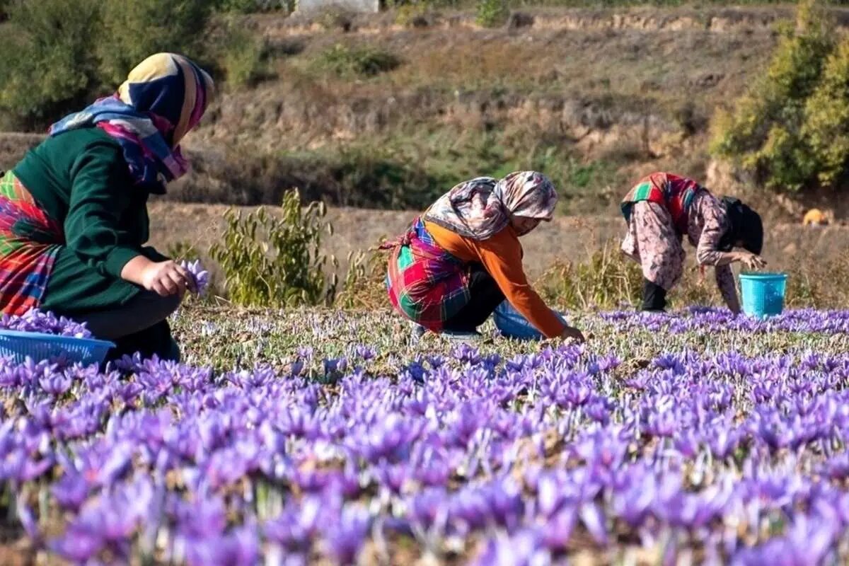 گل‌پرکنی زعفران؛ آیینی برای ثبت در حافظه فرهنگی ایران