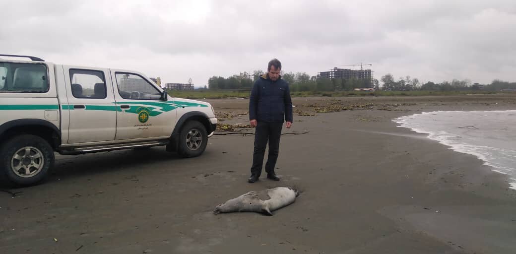 فوک خزر؛ نگهبان فراموش شده بزرگ‌ترین دریاچه جهان