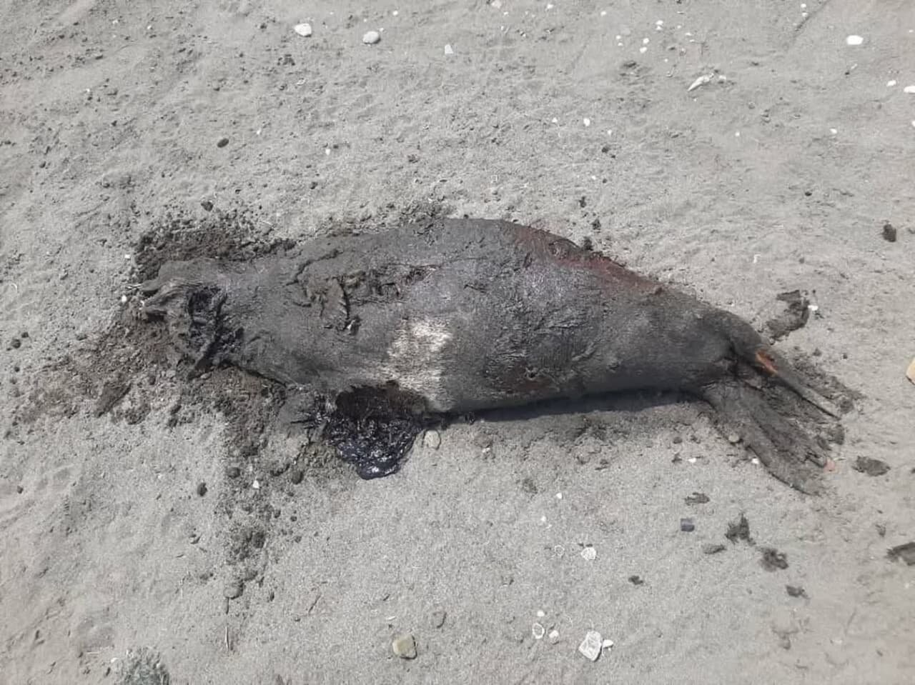 فوک خزر؛ نگهبان فراموش شده بزرگترین دریاچه جهان