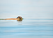 فوک خزر؛ نگهبان فراموش شده بزرگ‌ترین دریاچه جهان