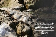 خشکسالی؛ عامل مرگ آبزیان در کشور