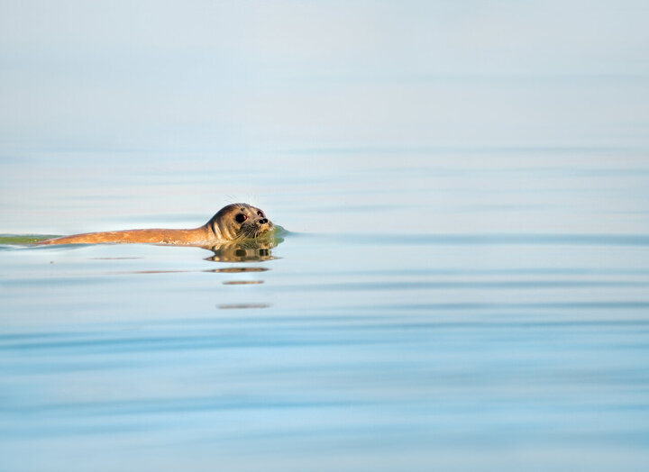فوک خزر؛ نگهبان فراموش شده بزرگ‌ترین دریاچه جهان
