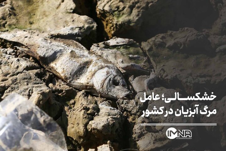 خشکسالی؛ عامل مرگ آبزیان در کشور
