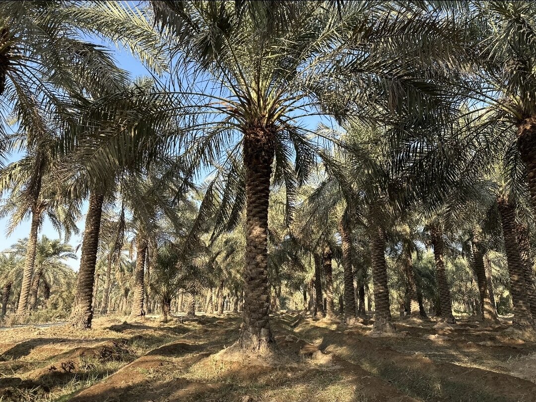 عَلوه؛ گذر از سایه نخل تا روشنای جهانگردی