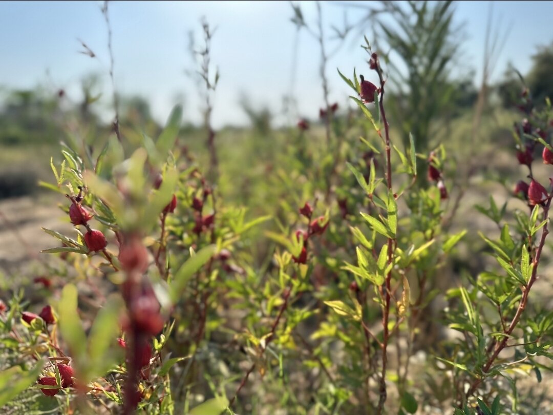 عَلوه؛ گذر از سایه نخل تا روشنای جهانگردی